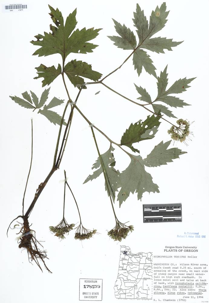 Hydrophyllum tenuipes image