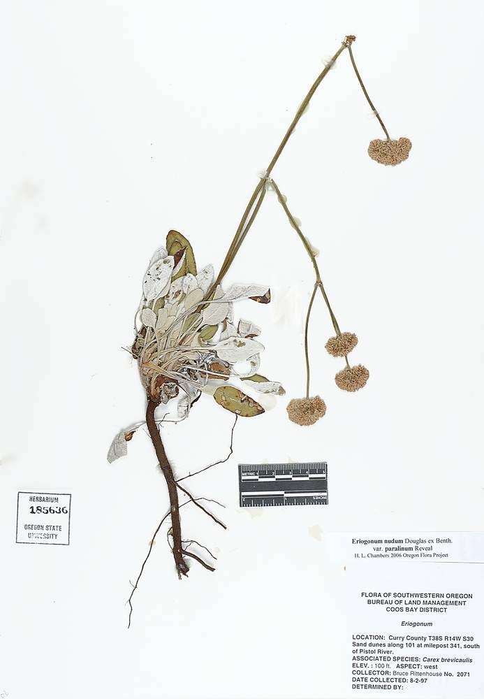 Eriogonum nudum var. paralinum image