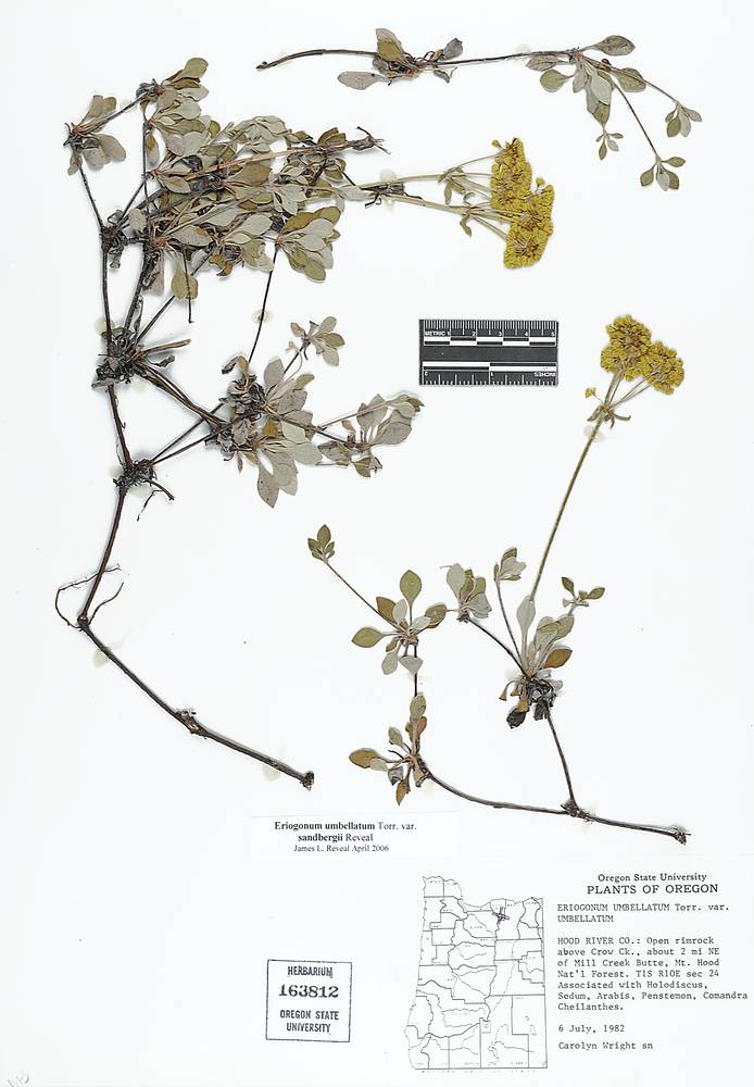 Eriogonum umbellatum var. sandbergii image