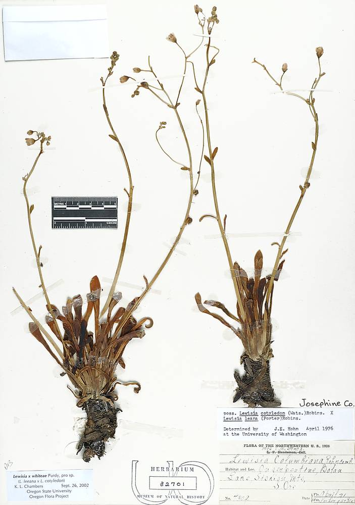 Lewisia × whiteae image