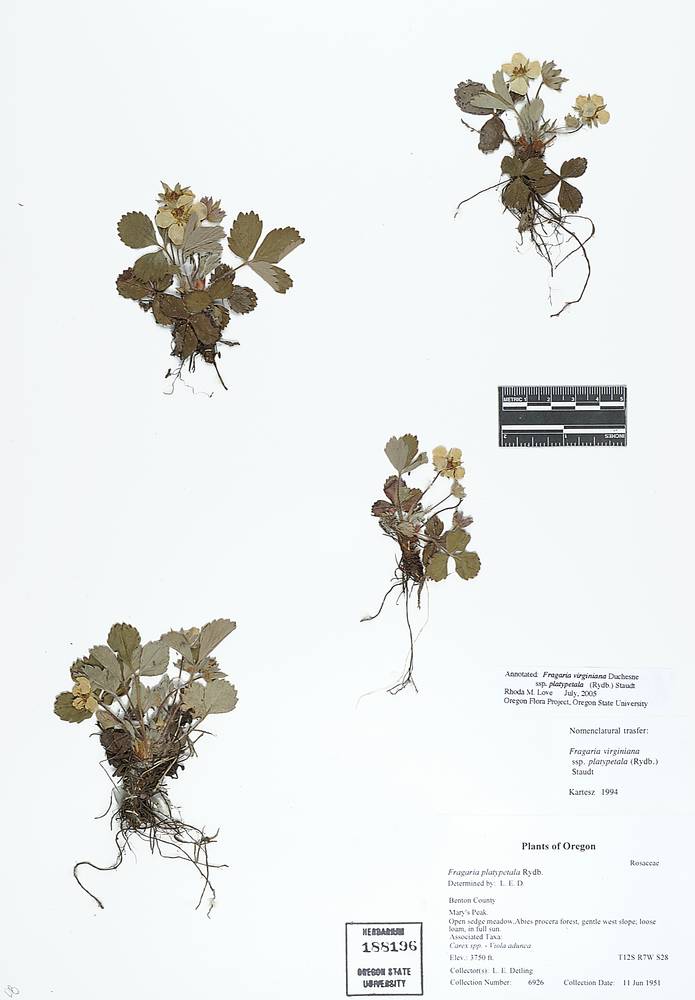 Fragaria x ananassa subsp. cuneifolia image