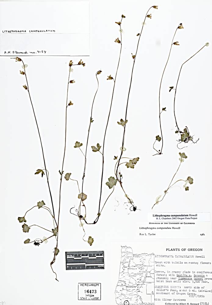 Lithophragma campanulatum image