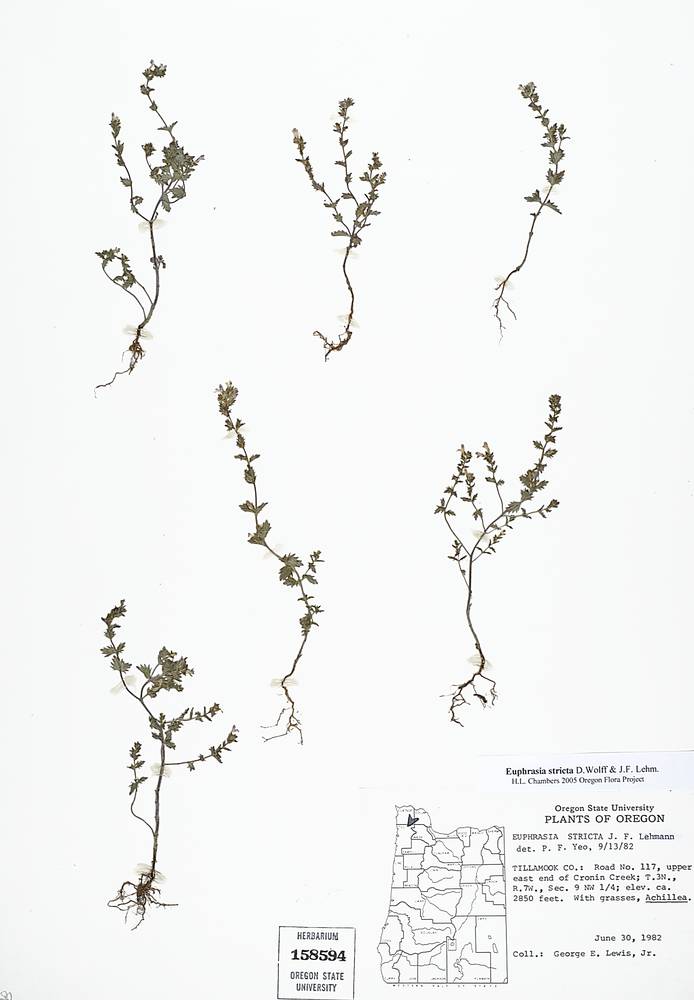 Euphrasia nemorosa image