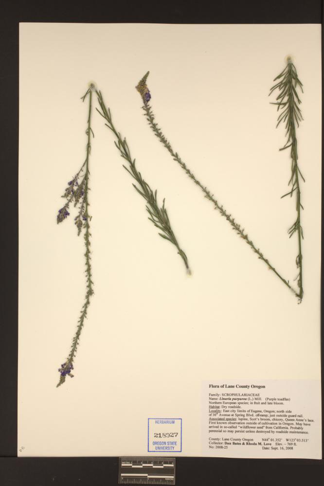 Linaria purpurea image