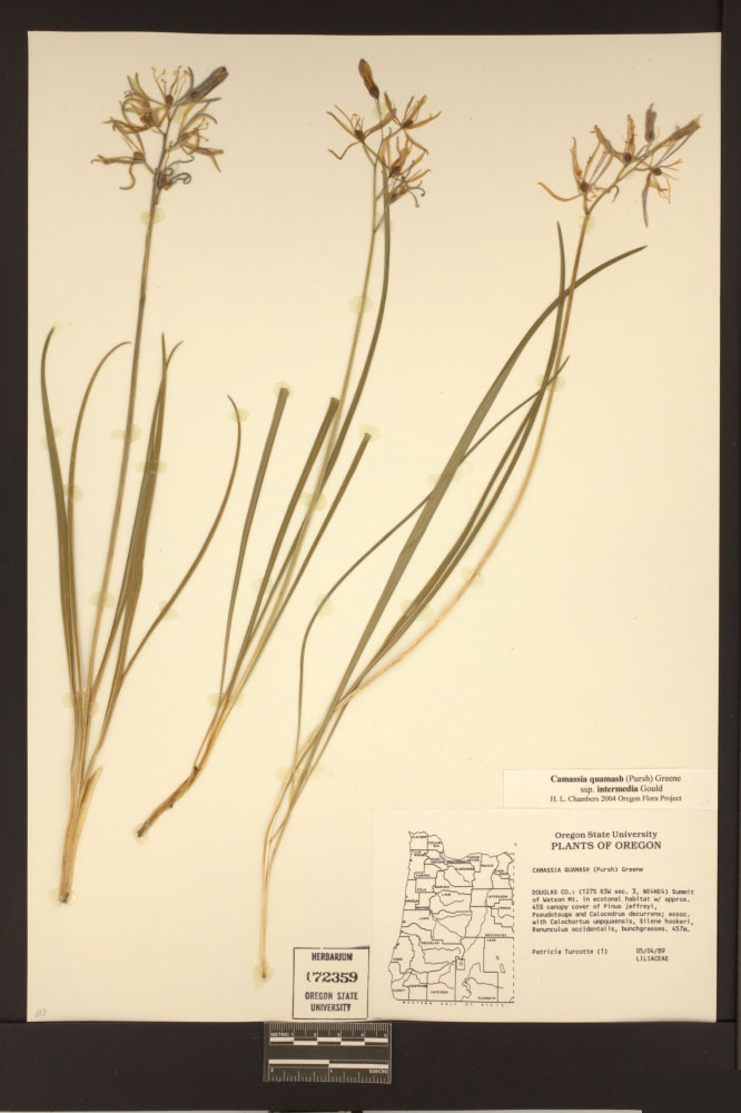 Camassia quamash subsp. intermedia image