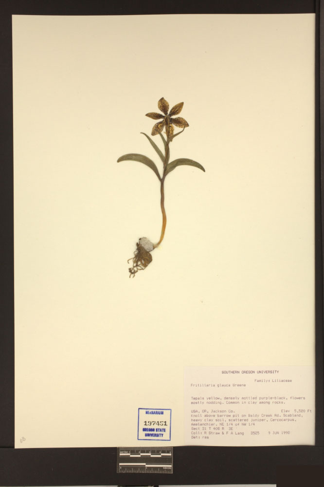 Fritillaria glauca image