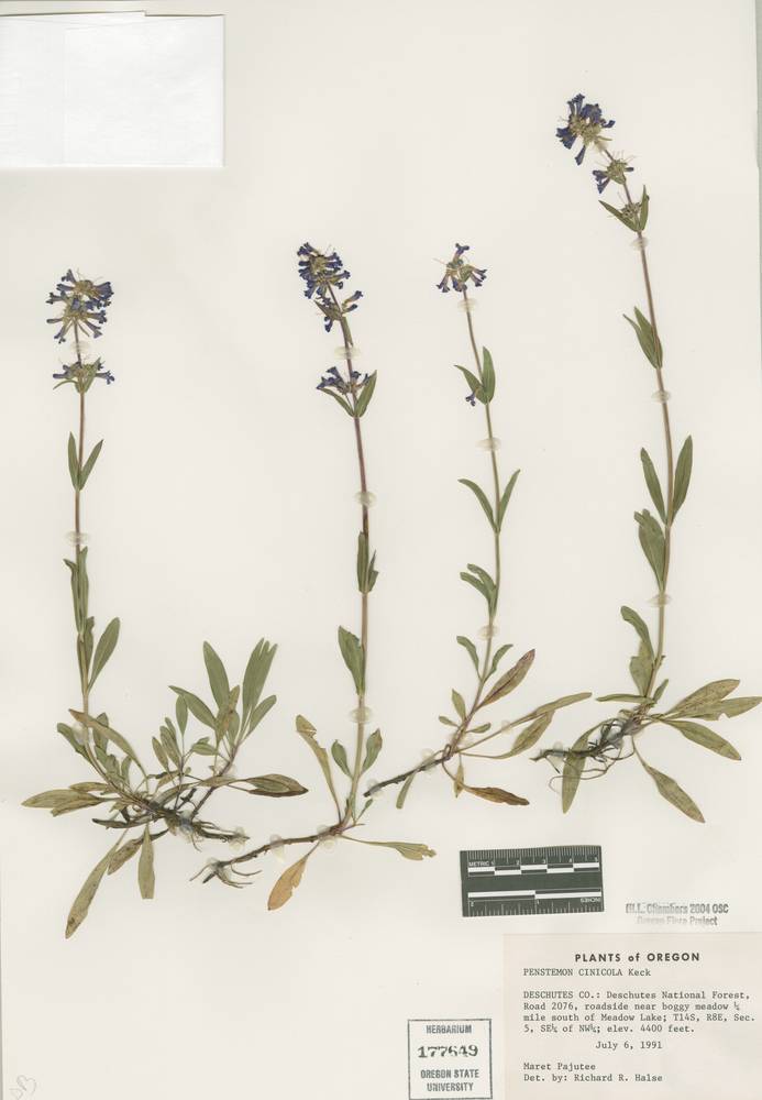 Penstemon procerus var. brachyanthus image