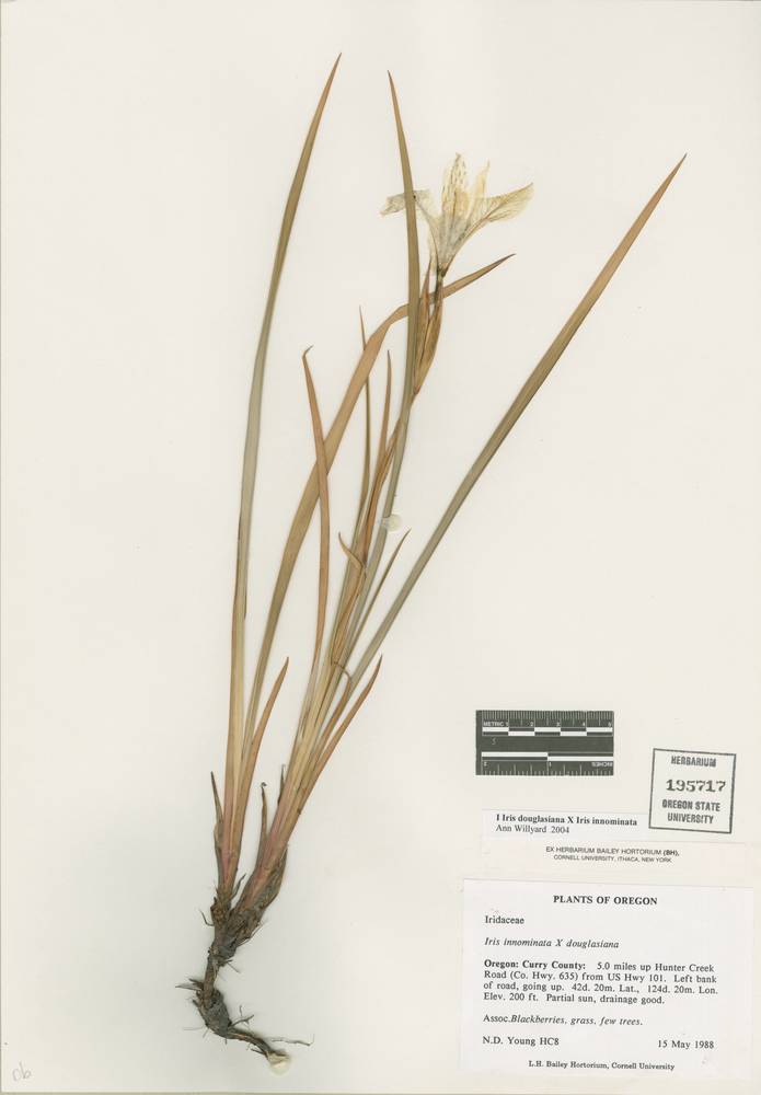 Iris x thompsonii image