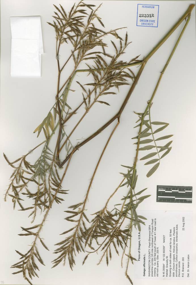 Galega officinalis image