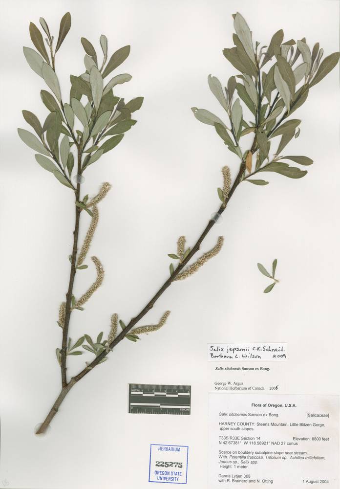 Salix sitchensis var. angustifolia image