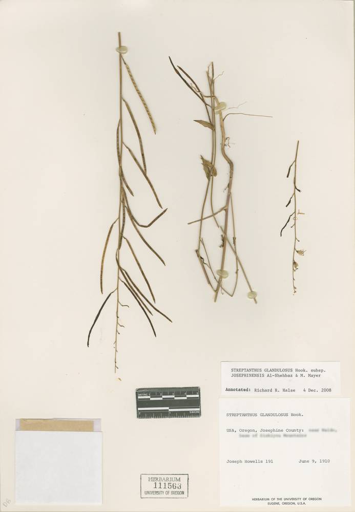 Streptanthus glandulosus subsp. josephinensis image