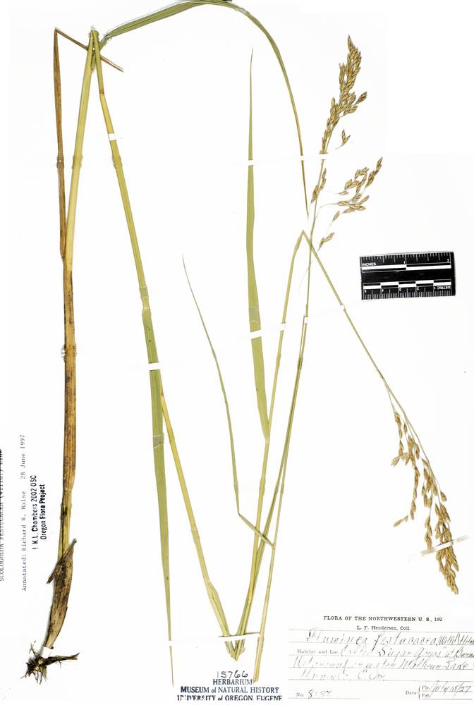 Scolochloa festucacea image