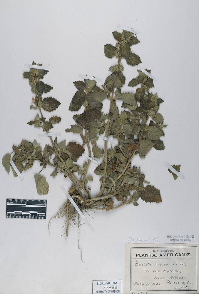 Ballota nigra subsp. foetida image