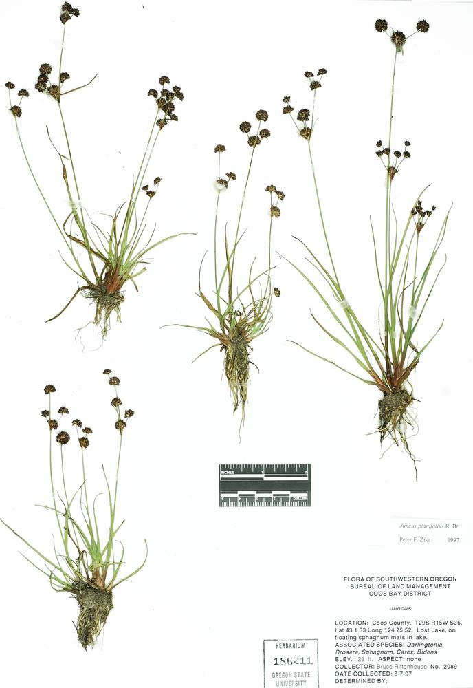 Juncus planifolius image