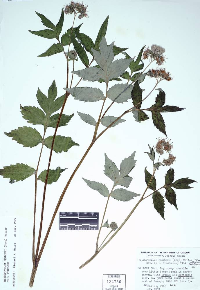 Hydrophyllum fendleri var. fendleri image