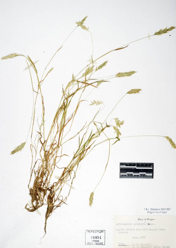 Anthoxanthum aristatum subsp. aristatum image