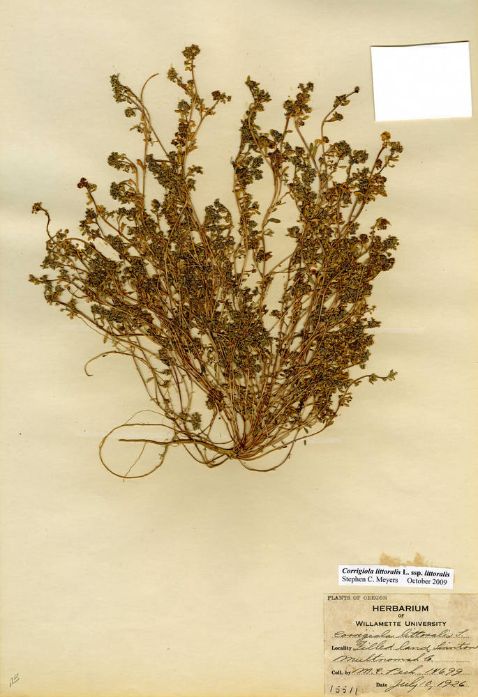 Corrigiola litoralis subsp. litoralis image