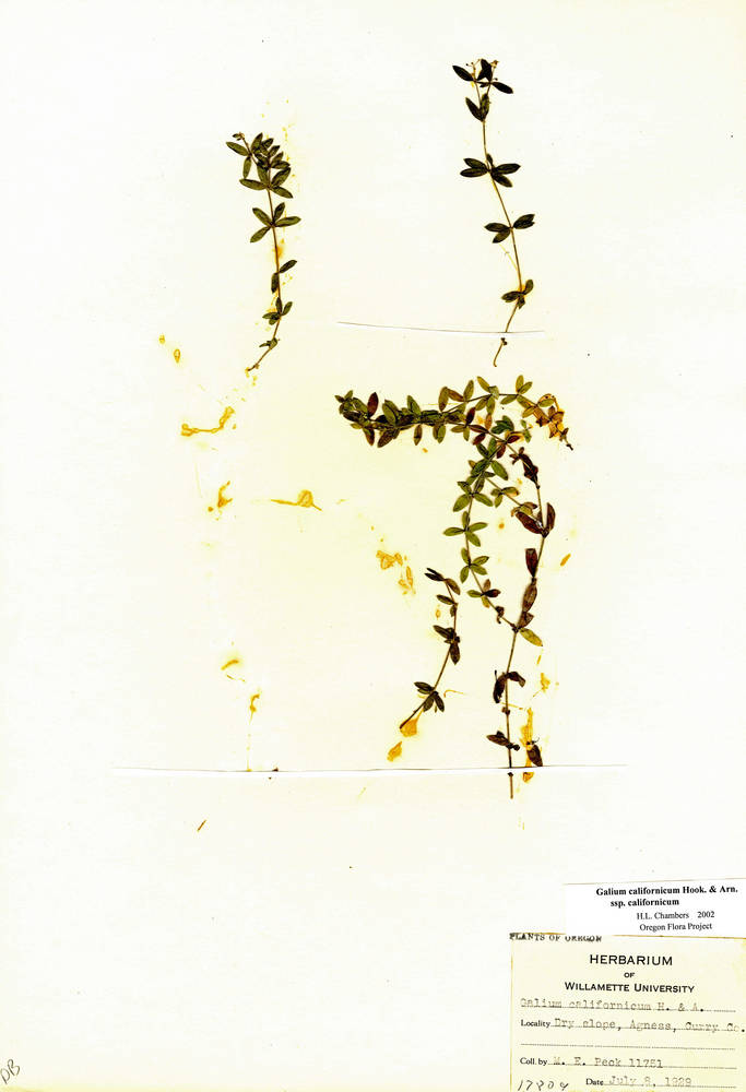 Galium californicum subsp. californicum image