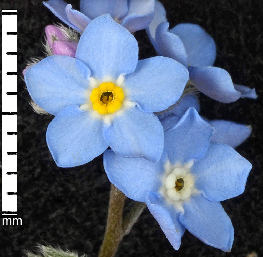 Broad-Leaf Forget-Me-Not, Myosotis Latifolia