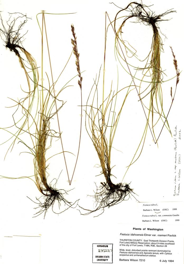 Festuca rubra subsp. mediana image