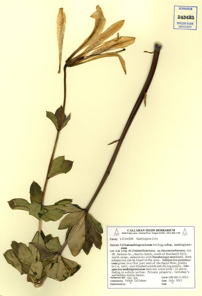 Lilium washingtonianum subsp. washingtonianum image