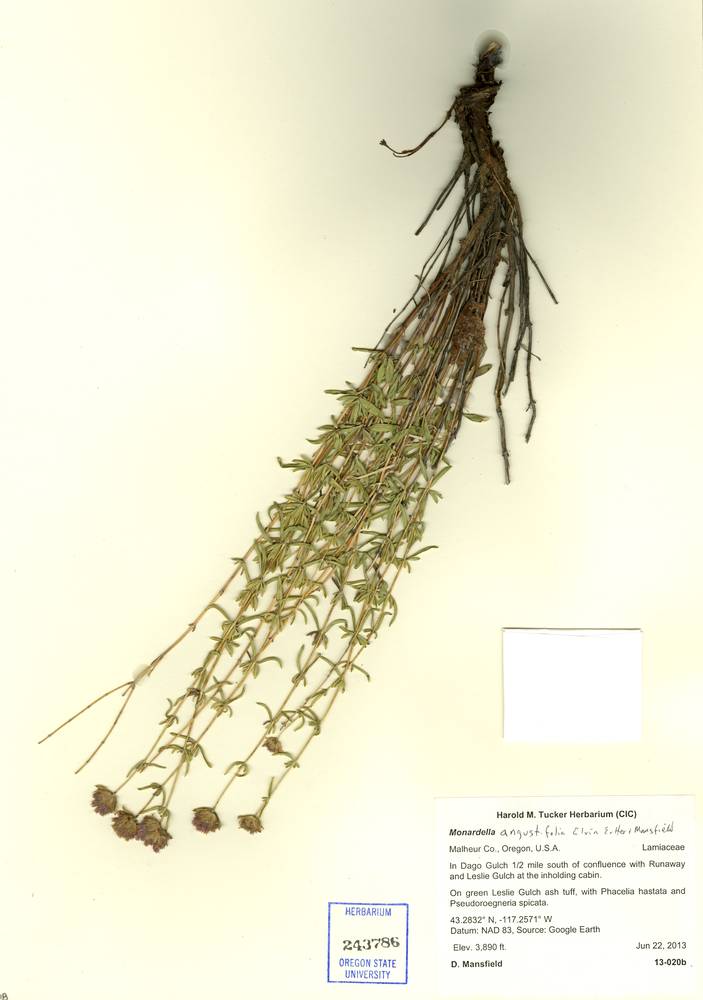 Monardella angustifolia image