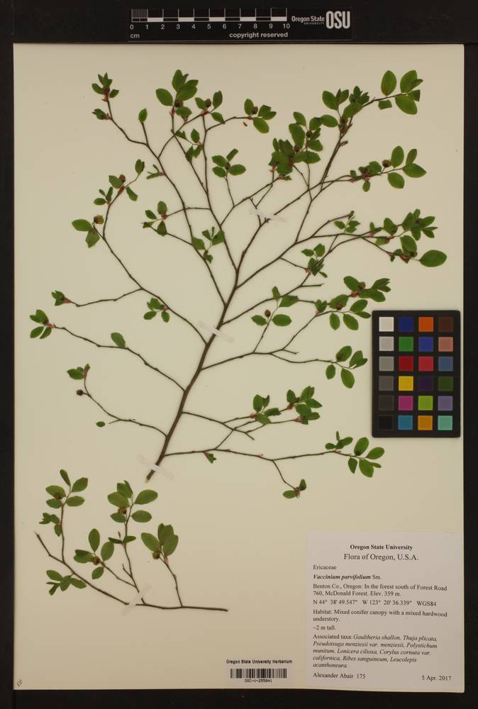 Vaccinium parvifolium image