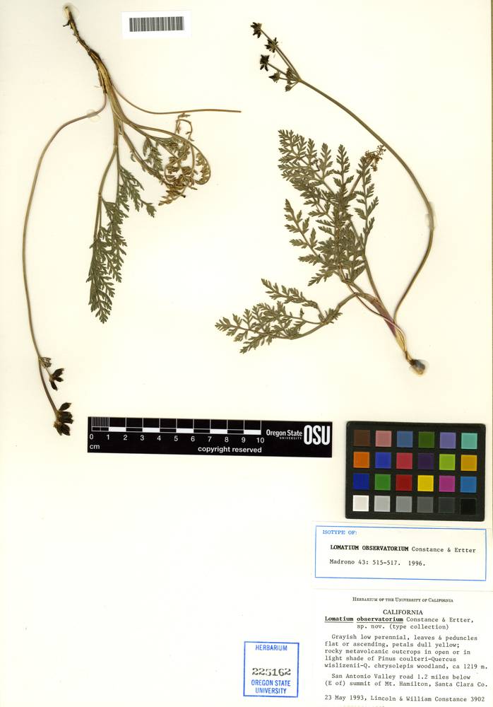 Lomatium observatorium image