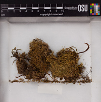 Diplophyllum obtusatum image
