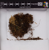 Frullania apiculata image