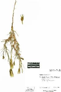 Tragopogon porrifolius image