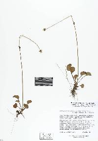 Parnassia cirrata var. intermedia image