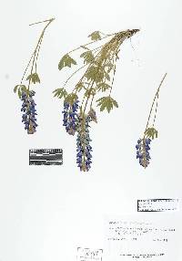 Lupinus lepidus var. lepidus image