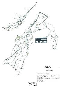 Astragalus solitarius image