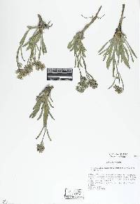 Frasera albicaulis var. modocensis image