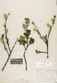 Salix planifolia var. planifolia image