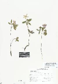 Anemone piperi image
