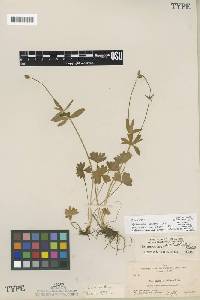 Ranunculus eschscholtzii var. helleri image