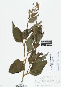 Aconogonon phytolaccifolium image