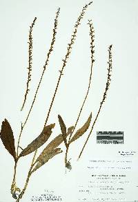 Image of Platanthera ephemerantha