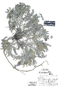 Astragalus nudisiliquus image