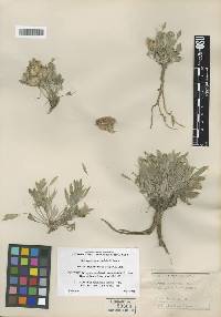 Astragalus eurekensis image