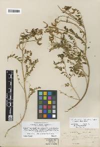 Astragalus curvicarpus var. subglaber image