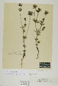 Asperula orientalis image