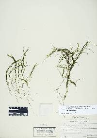 Potamogeton fibrillosus image