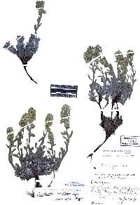Oreocarya subretusa image