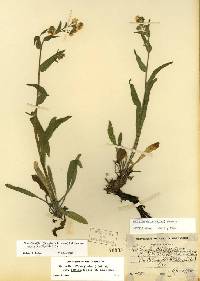 Hackelia diffusa var. cottonii image