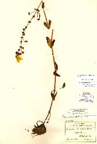 Erythranthe scouleri image