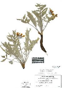Image of Balsamorhiza x tomentosa
