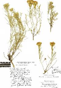 Ericameria nauseosa var. nana image